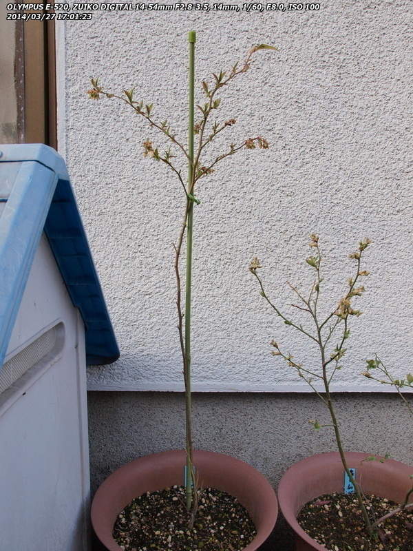 植え付けから26日後のブルーベリー ティフブルー(A)(写真左)