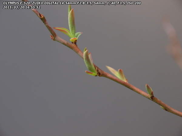 ブルーベリー ティフブルー(A)の葉芽が展開