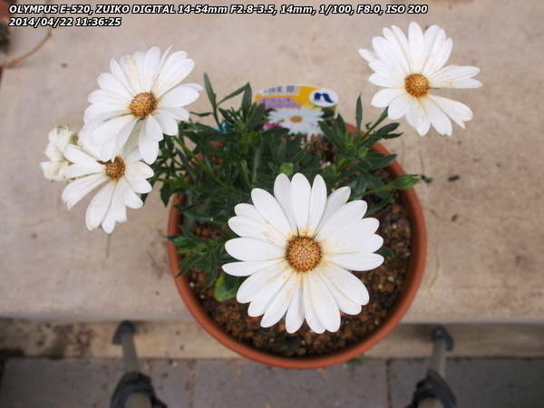 オステオスペルマム スーパーホワイト(A)の花