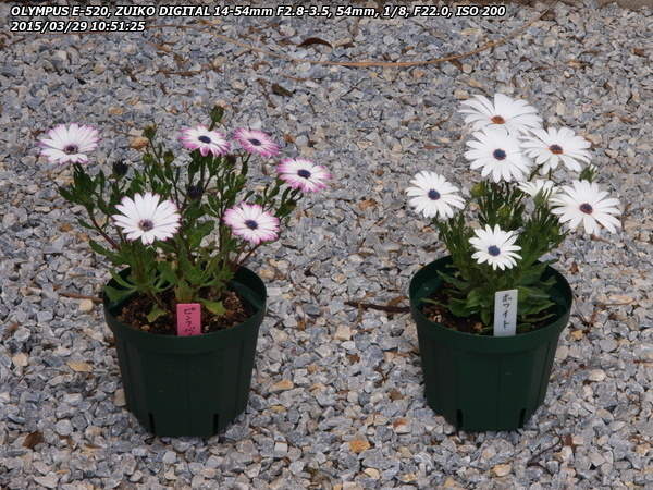 オステオスペルマム ピンクバイカラー(A)とオステオスペルマム ホワイト(A)の花色を比較