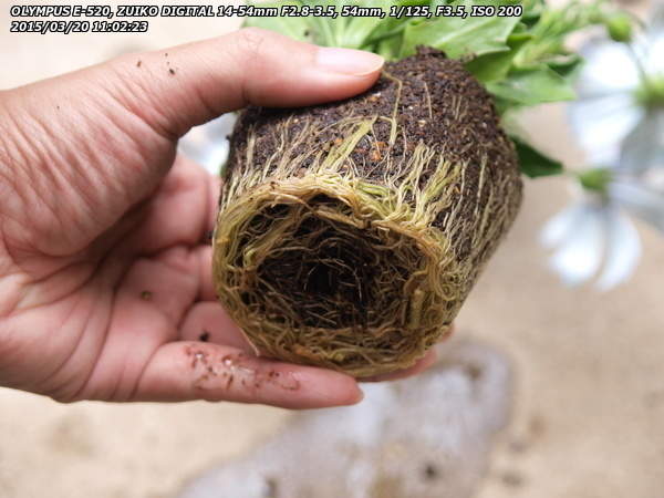 オステオスペルマム ホワイト(A)の根鉢